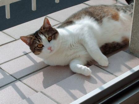 sa c'est mn chat a mi ! pirouette!